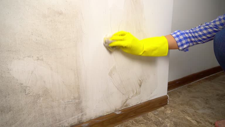 Professional Mold Removal in Progress, PA