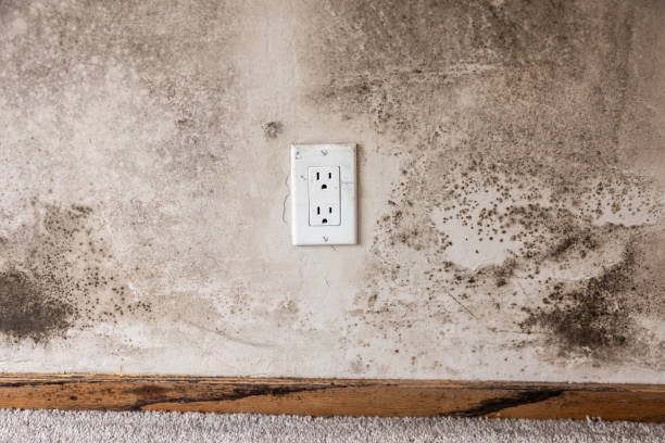 Best Asbestos and Lead Testing During Mold Inspection  in Progress, PA