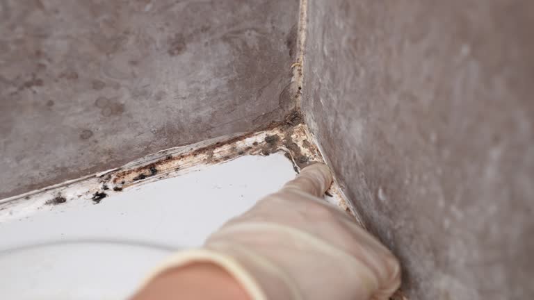 Best Mold Remediation for Healthcare Facilities  in Progress, PA